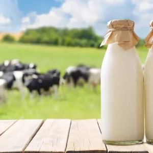 Lait de vache